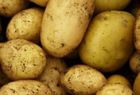 Gydomosios bulvės savybės