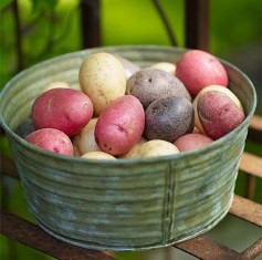 Gydomosios ir kosmetinės bulvės savybės