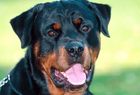 Šuo pagal horoskopą: Ožiaragio ženklo šunys