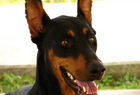 Šuo pagal horoskopą: Skorpiono ženklo šunys