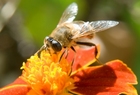 Medus – gardus vaistas nuo visų ligų